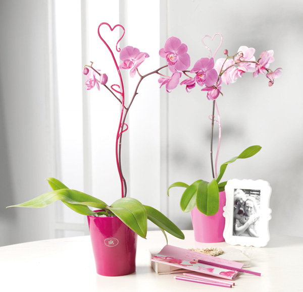 Orchidey-2-X.jpg