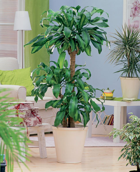 Hornbach-kvet-2-X.jpg
