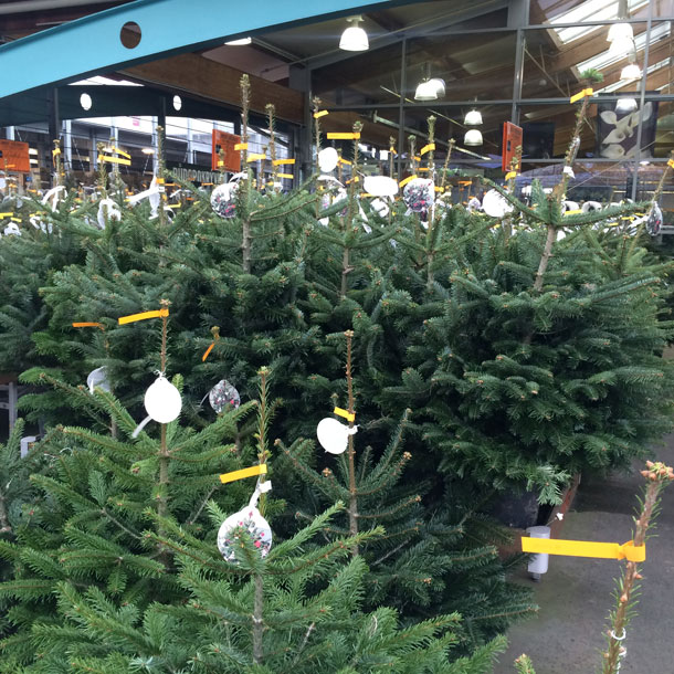 Hornbach-Vianoce-stromcek-1-X.jpg