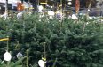 Hornbach-Vianoce-stromcek-3-X.jpg