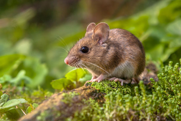 78b-shutterstock_250802287-1-X.jpg