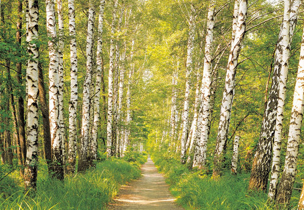 Hornbach-fototapety-6-X.jpg